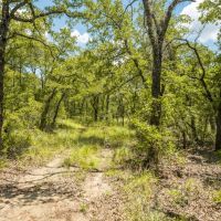 10.01 Acres in Milam County images 4