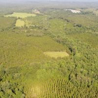 153 - acres Crenshaw Co images 4