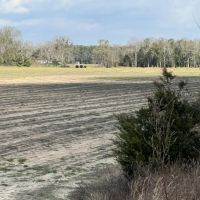 20 acres of Cleared Farmland in Gordon AL images 2