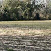 20 acres of Cleared Farmland in Gordon AL images 4