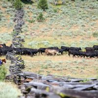 The Ranch at Aspen Ridge images 5
