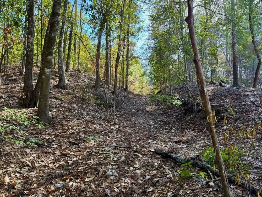 Land for Sale Amite County MS - 80 Acres Timberland featured image