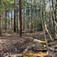 Land for Sale Amite County MS - 80 Acres Timberland images 3