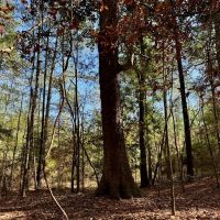 Land for Sale Amite County MS - 80 Acres Timberland images 4