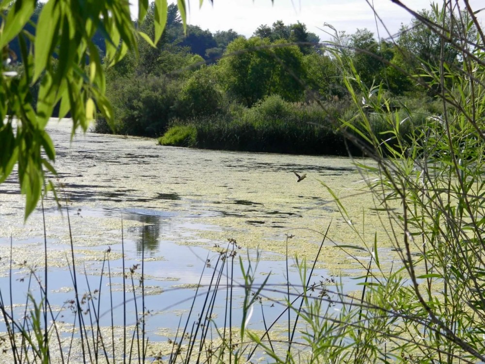 River Springs Ranch featured image