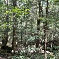 Hamilton Tracts 58 - Acre Parcel images 3