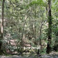 Hamilton Tracts 58 - Acre Parcel images 4