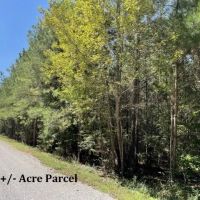 Hamilton Tracts 58 - Acre Parcel images 5