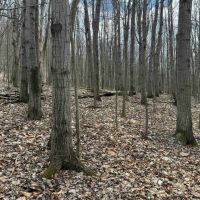 15 acres Recreational Land and Hunting Land in Grove NY County Road 15b images 5