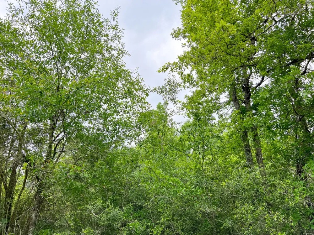 51 Acres Cravens Camp Rd. D-1 Silsbee Stake featured image