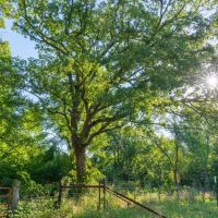 Choctaw 260 images 4