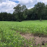Highly Managed Turn Key Hunting Ranch For Sale In Southern MO images 5