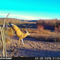 Sevilleta Hills Elk Ranch images 5