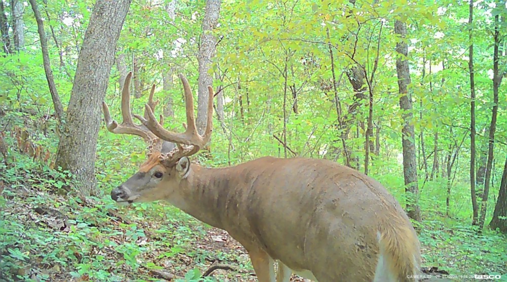 Hunting Land for sale in Crawford County WI featured image