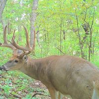 Hunting Land for sale in Crawford County WI