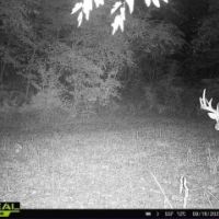 Hunting Land for sale in Crawford County WI images 3