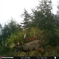 Hunting Land for sale in Crawford County WI images 4
