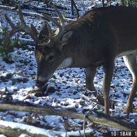 Hunting Land for sale in Crawford County WI images 5