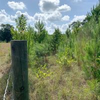 12 Acres US Hwy 59 N images 3