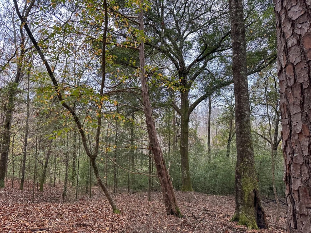 20 - Acres in Shorter AL featured image