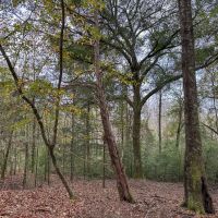 20 - Acres in Shorter AL