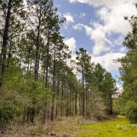 43 Acres T-7 Kelley Road images 4