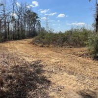 60 Acres Near Osyka MS Pike County for Hunting Home images 3