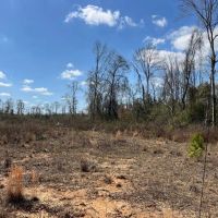 60 Acres Near Osyka MS Pike County for Hunting Home images 5