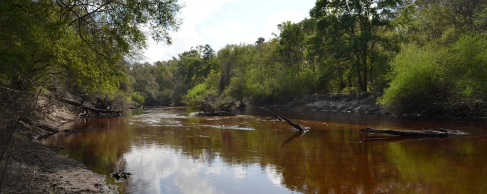 Alapaha River Hunting and Recreation Tract featured image