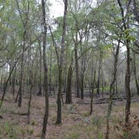 Alapaha River Hunting and Recreation Tract images 5