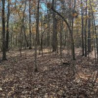 Hunting Land in The Ozarks images 2
