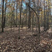 Hunting Land in The Ozarks images 5