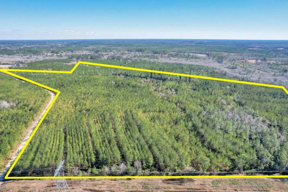 125 Acres - Dewey Road in Brantley GA featured image