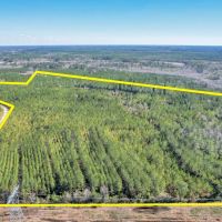 125 Acres - Dewey Road in Brantley GA