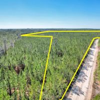 125 Acres - Dewey Road in Brantley GA images 5