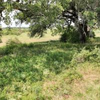 TBD Andreas Rd Round Top TX 78954 images 2