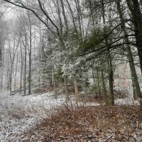 25 acres Waterfront Land on Keshequa Creek and Mature Forest in Portage NY Clancy Road images 3
