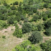 New Listing 133.43 Acres Callahan County images 5