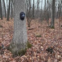 Prime Recreational Property on Dead-End Road for Sale in Clark County Wisconsin images 5