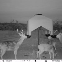 Comanche County High-Fence with Exotics images 2