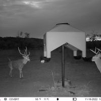 Comanche County High-Fence with Exotics images 3