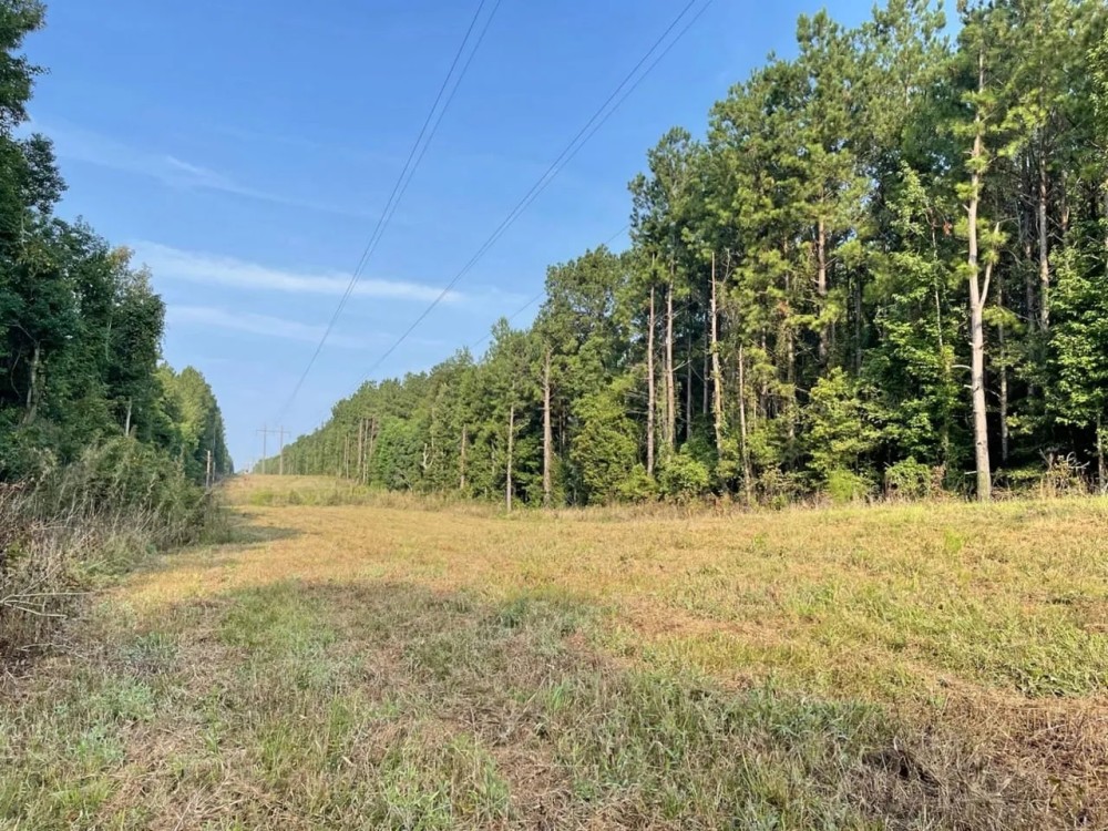 38 Acres Hunting Timberland for Sale Huttig AR featured image