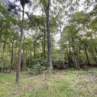 38 Acres Hunting Timberland for Sale Huttig AR images 5