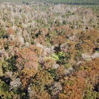 1553 ACRES ALLEN CALCASIEU PARISH LOUISIANA images 3