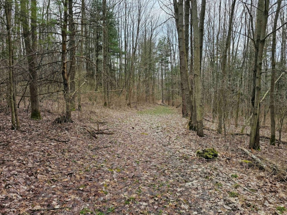 24 acre Wooded Property in Hector NY N. Shuler Road in the Finger Lakes Region featured image