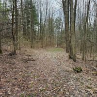 24 acre Wooded Property in Hector NY N. Shuler Road in the Finger Lakes Region