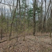 24 acre Wooded Property in Hector NY N. Shuler Road in the Finger Lakes Region images 2