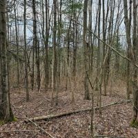 24 acre Wooded Property in Hector NY N. Shuler Road in the Finger Lakes Region images 3