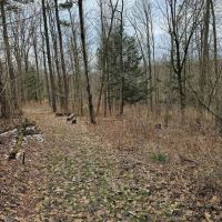24 acre Wooded Property in Hector NY N. Shuler Road in the Finger Lakes Region images 5