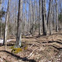 Linwood Acres images 4